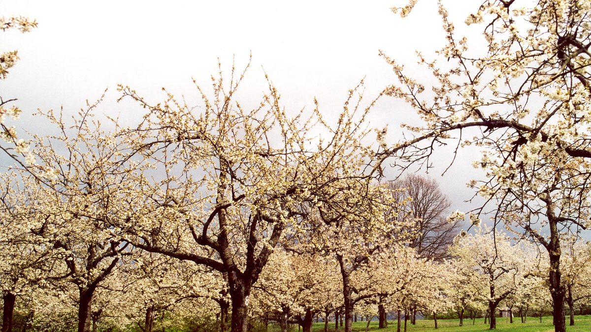 streuobstwiese: alte sorten - neue wege