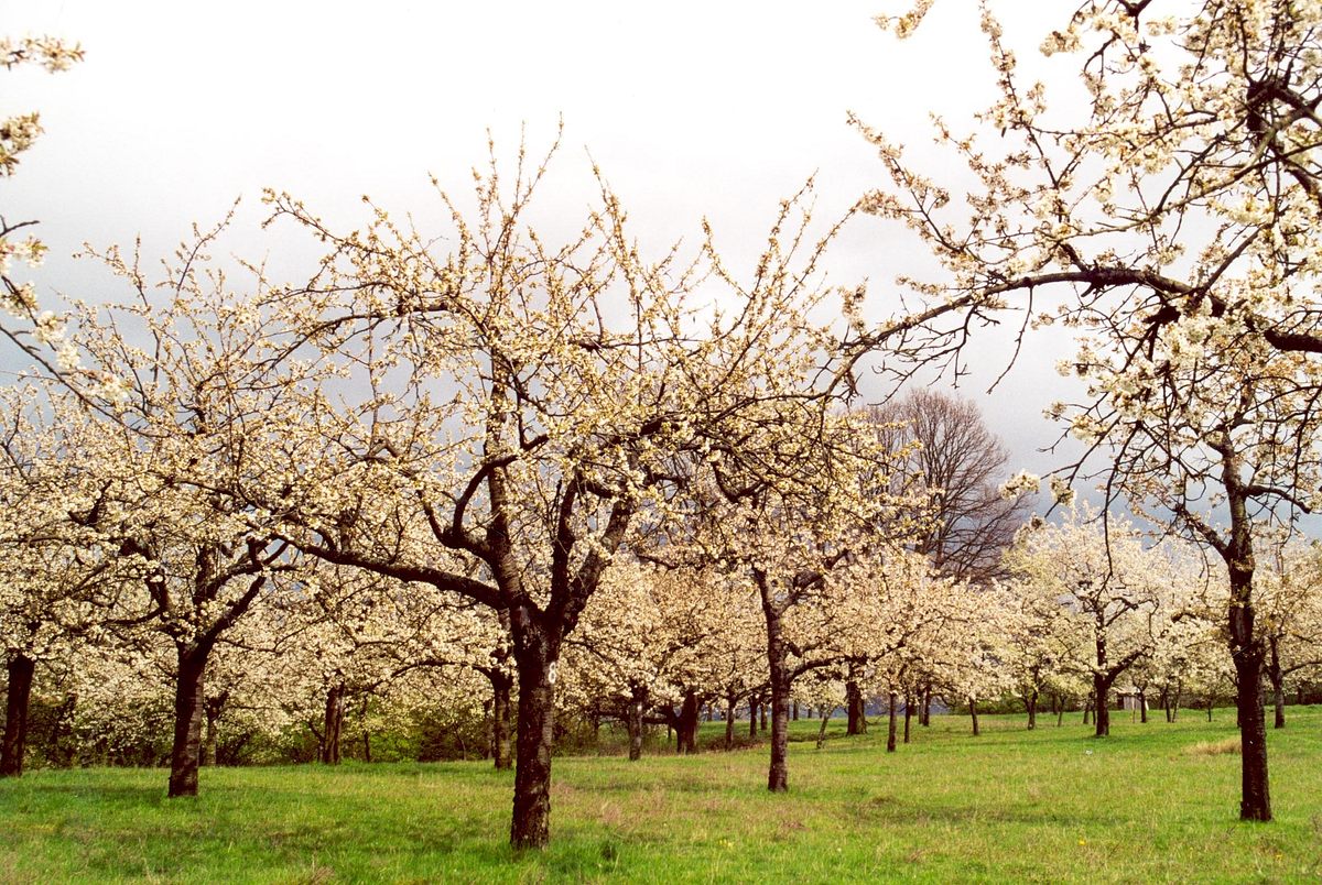 Streuobstwiese: Alte Sorten - Neue Wege streuobstwiese: alte sorten - neue wege