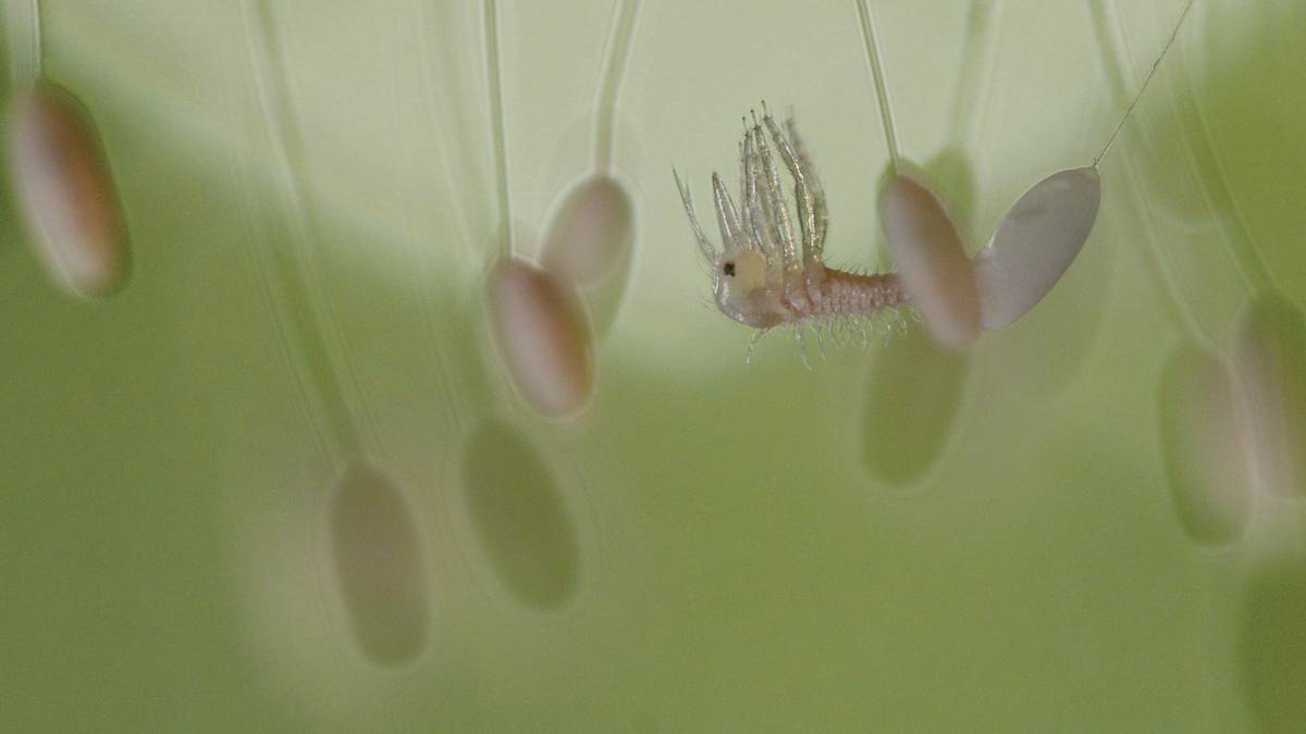 naturwunder gemüsegarten: die große welt der kleinen tiere