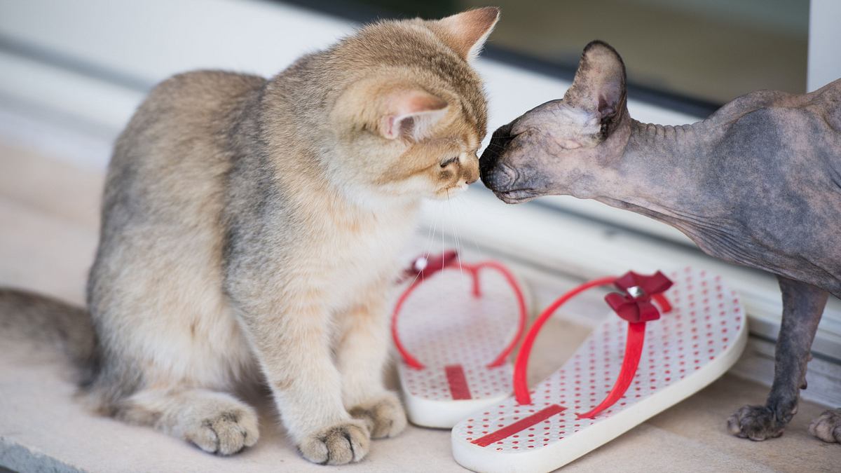 tierische freundschaften