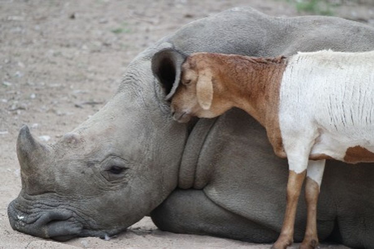 Tierische Freundschaften tierische freundschaften