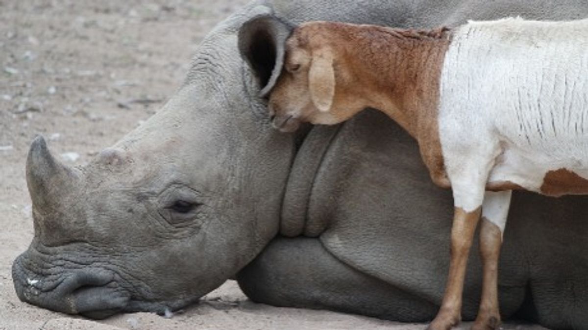 tierische freundschaften