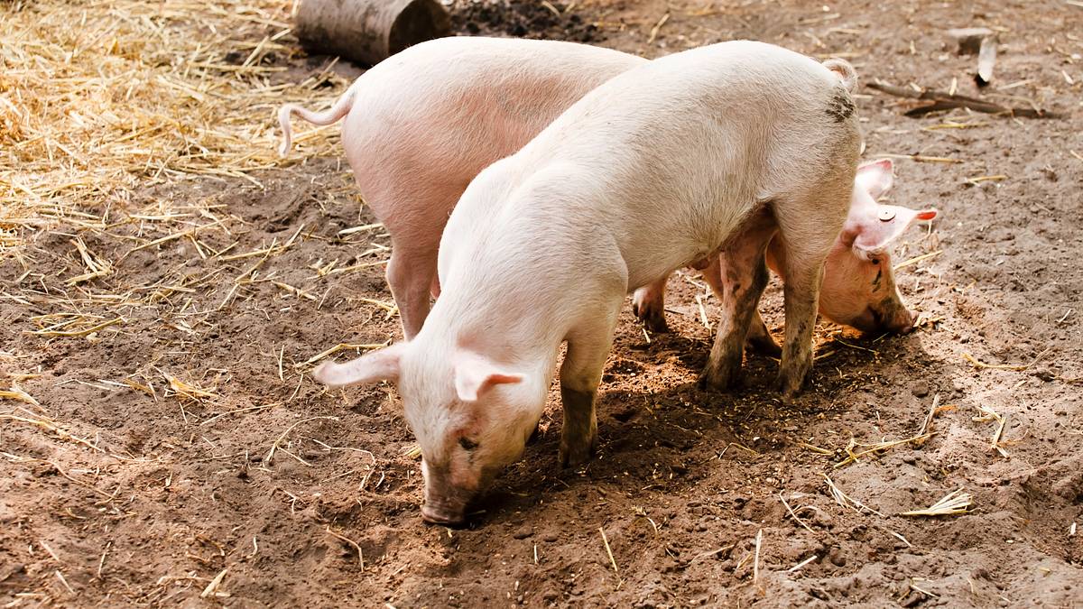 der unglaubliche dr. pol
