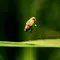 Tierische Überflieger Thumbnail