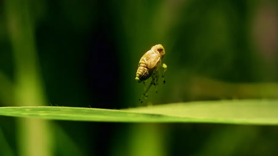 Tierische Überflieger tierische überflieger