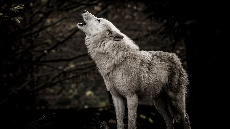 wilder grenzgänger - der wolf ist zurück