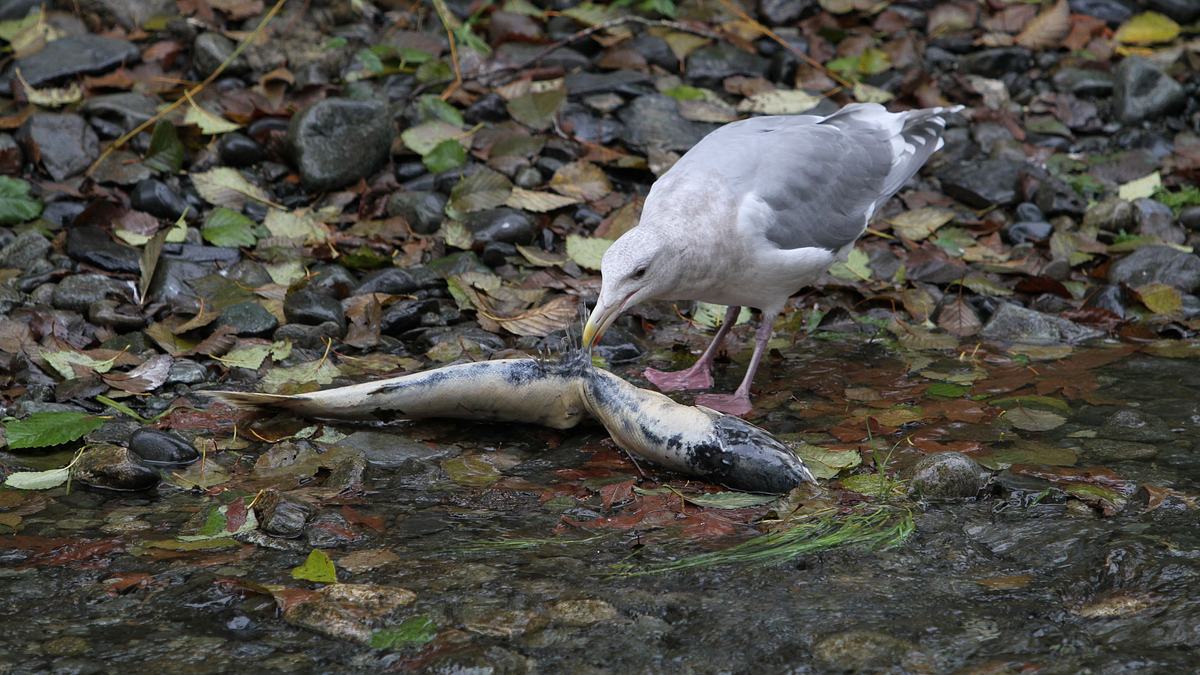 geheimakte wildnis