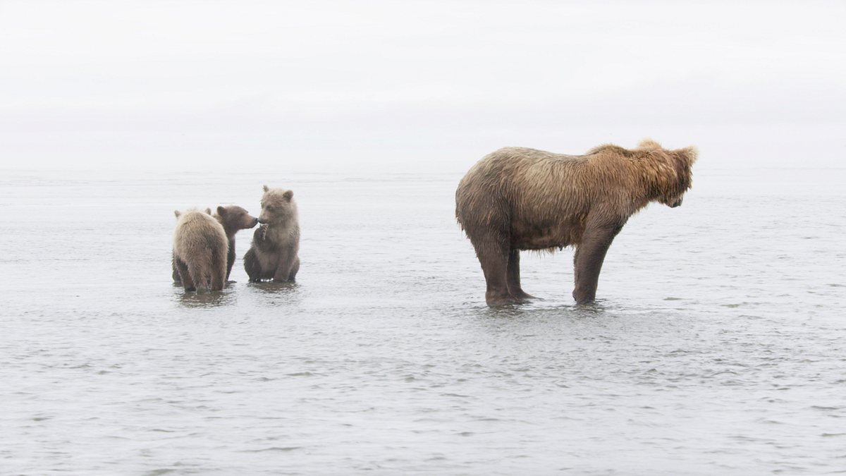 tracker diaries - die bären von alaska