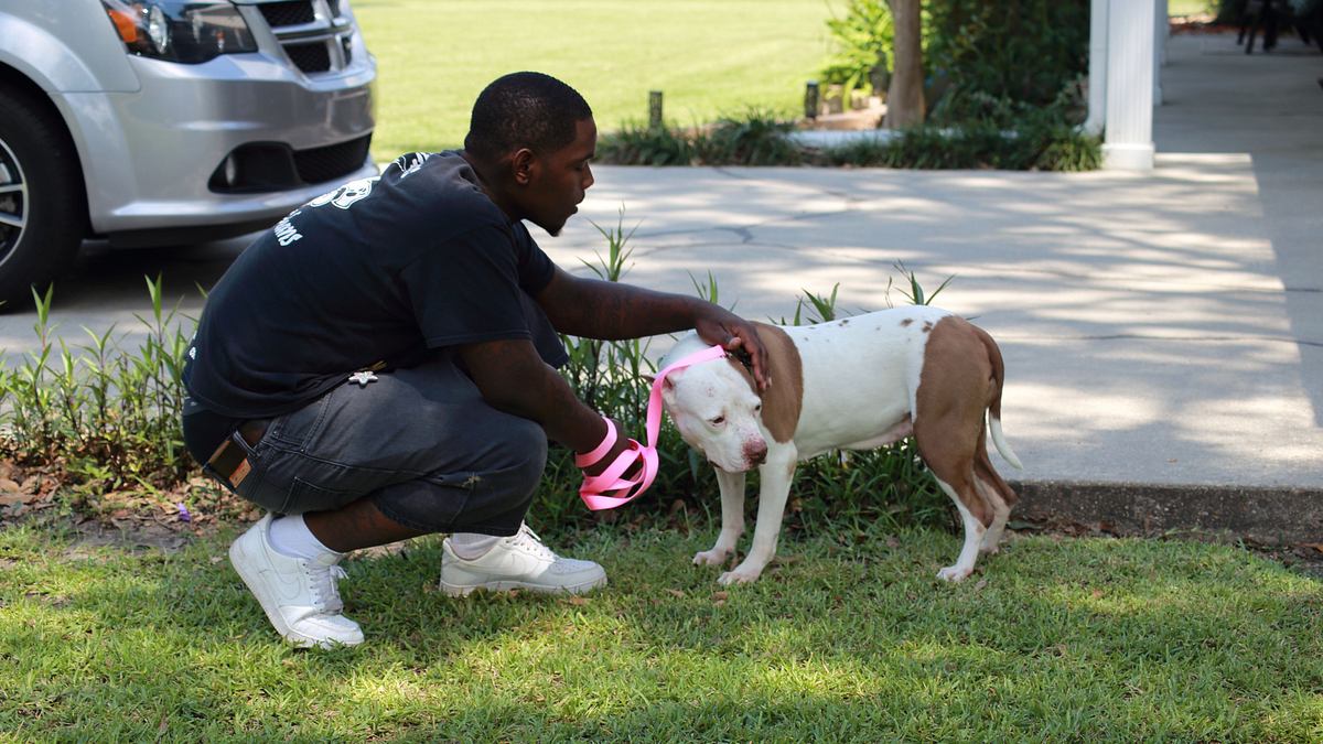 Pitbulls auf Bewährung pitbulls auf bewährung