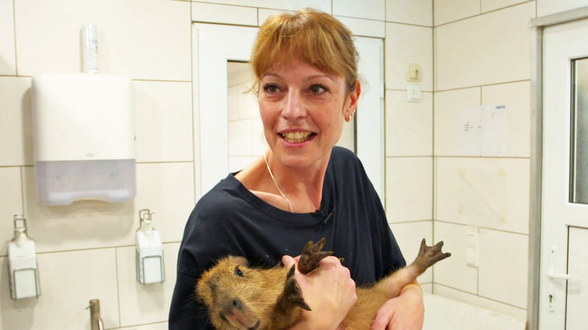 mega-markt der tiere