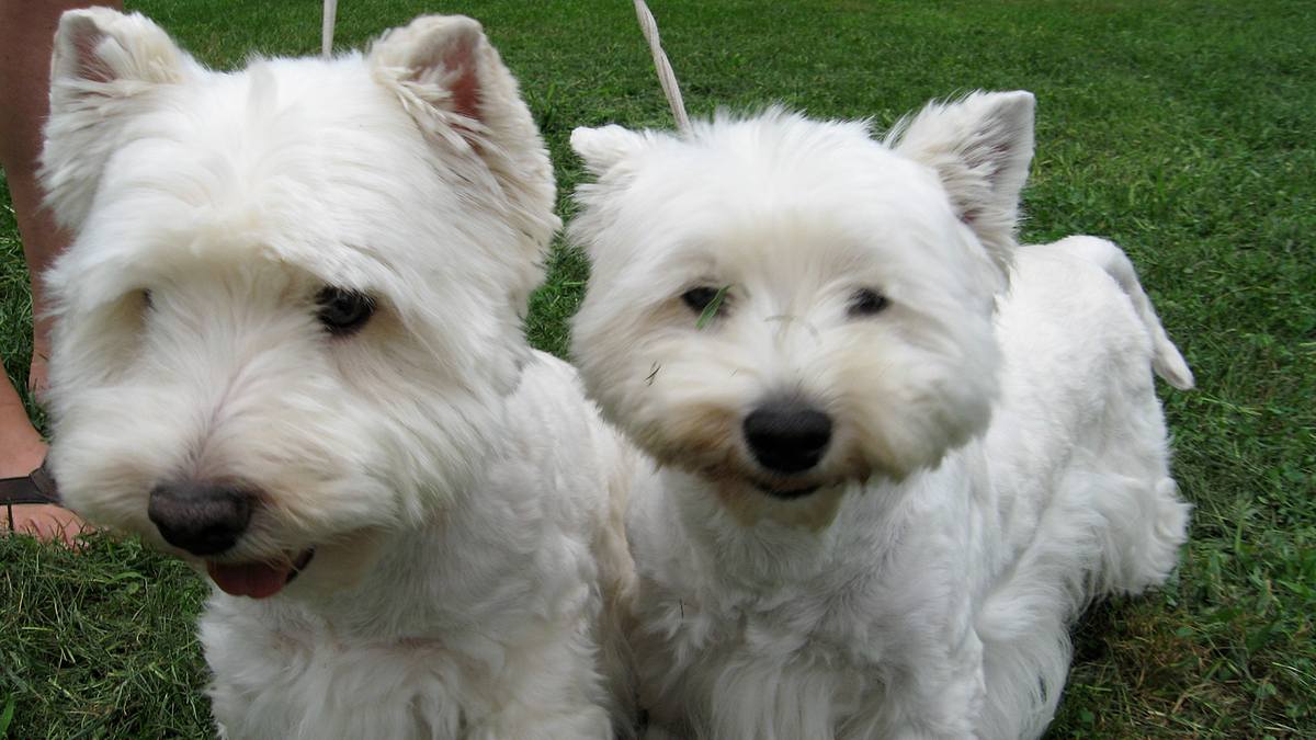 Das große Hunde-ABC das große hunde-abc