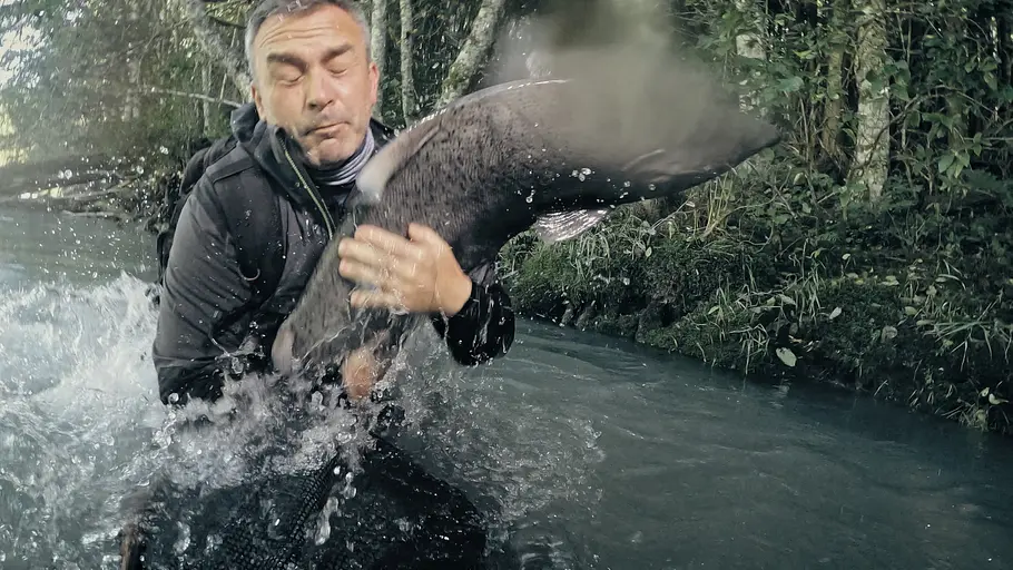 Giganten unter Wasser - Riesenfischen auf der Spur giganten unter wasser - riesenfischen auf der spur