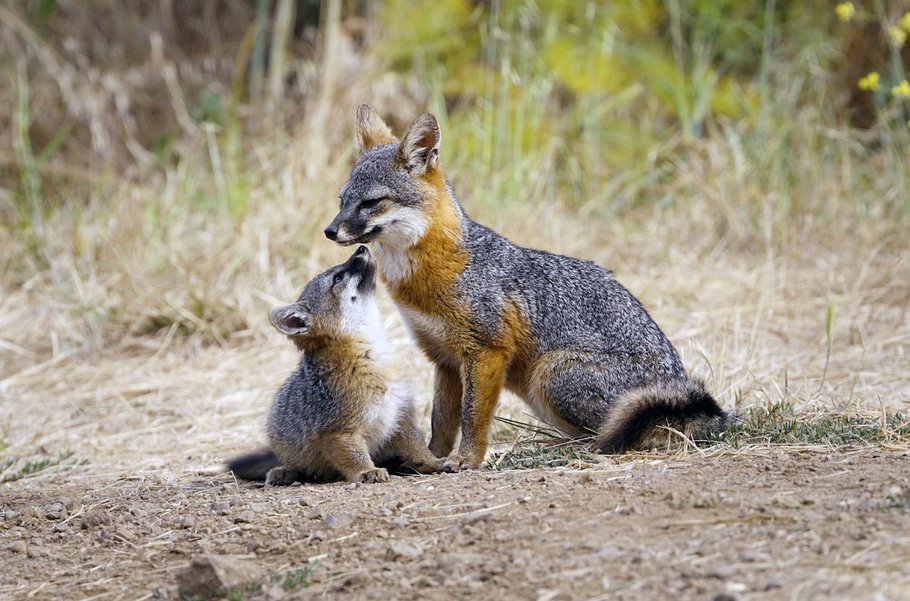 wie der graufuchs seine insel rettete