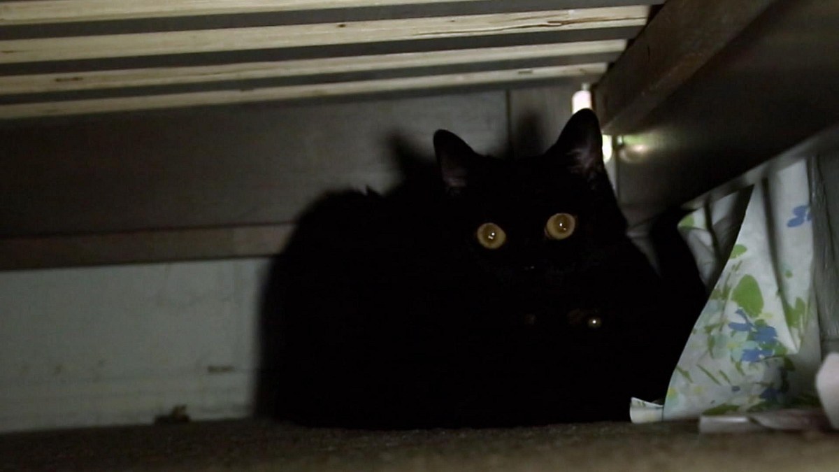 der katzenflüsterer