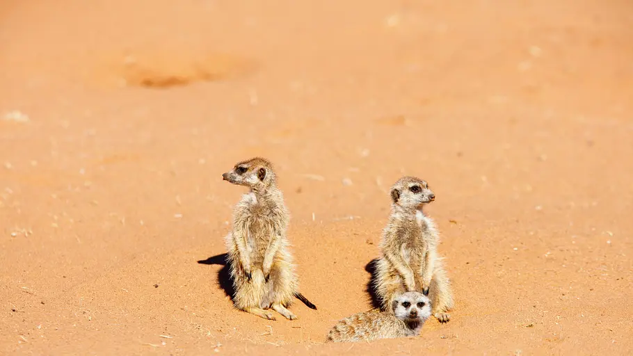 24 stunden wildnis