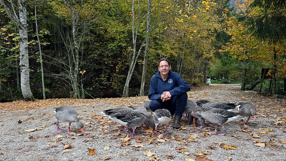 unter graugänsen