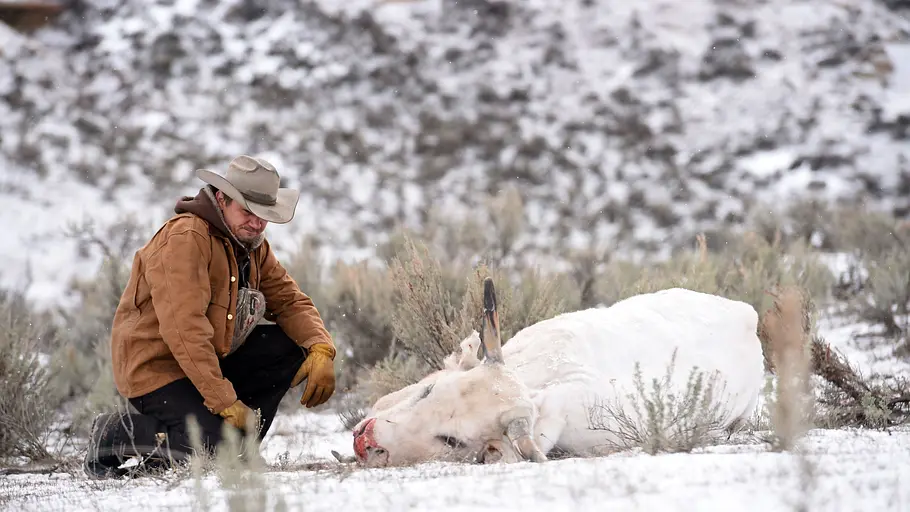 Wind River - Tod im Schnee wind river - tod im schnee