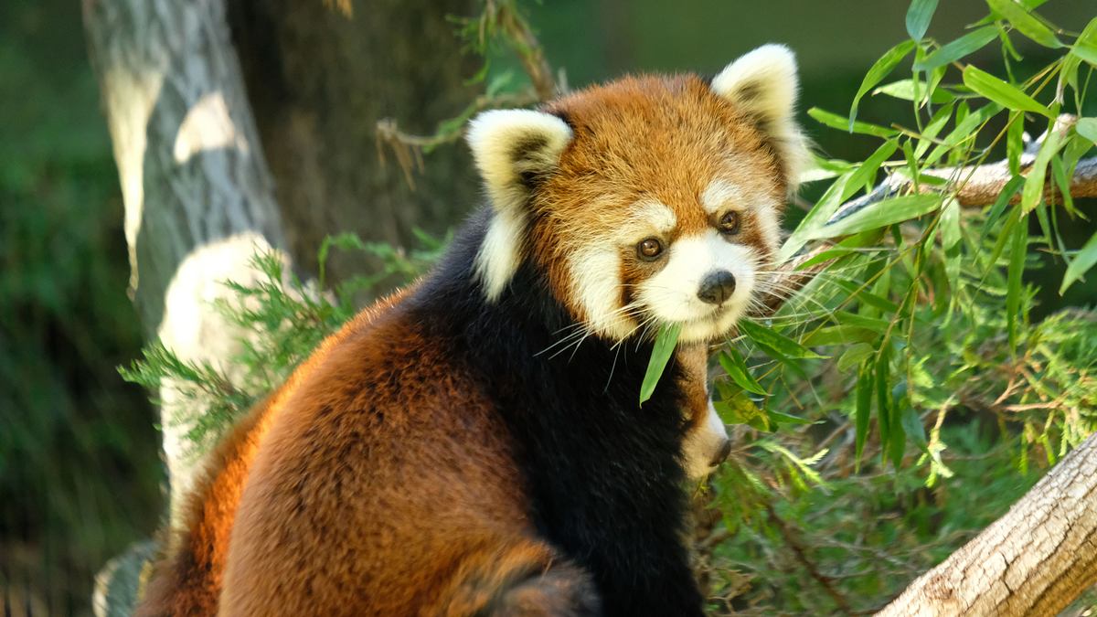 Bronx Zoo - Tierpark der Superlative bronx zoo - tierpark der superlative