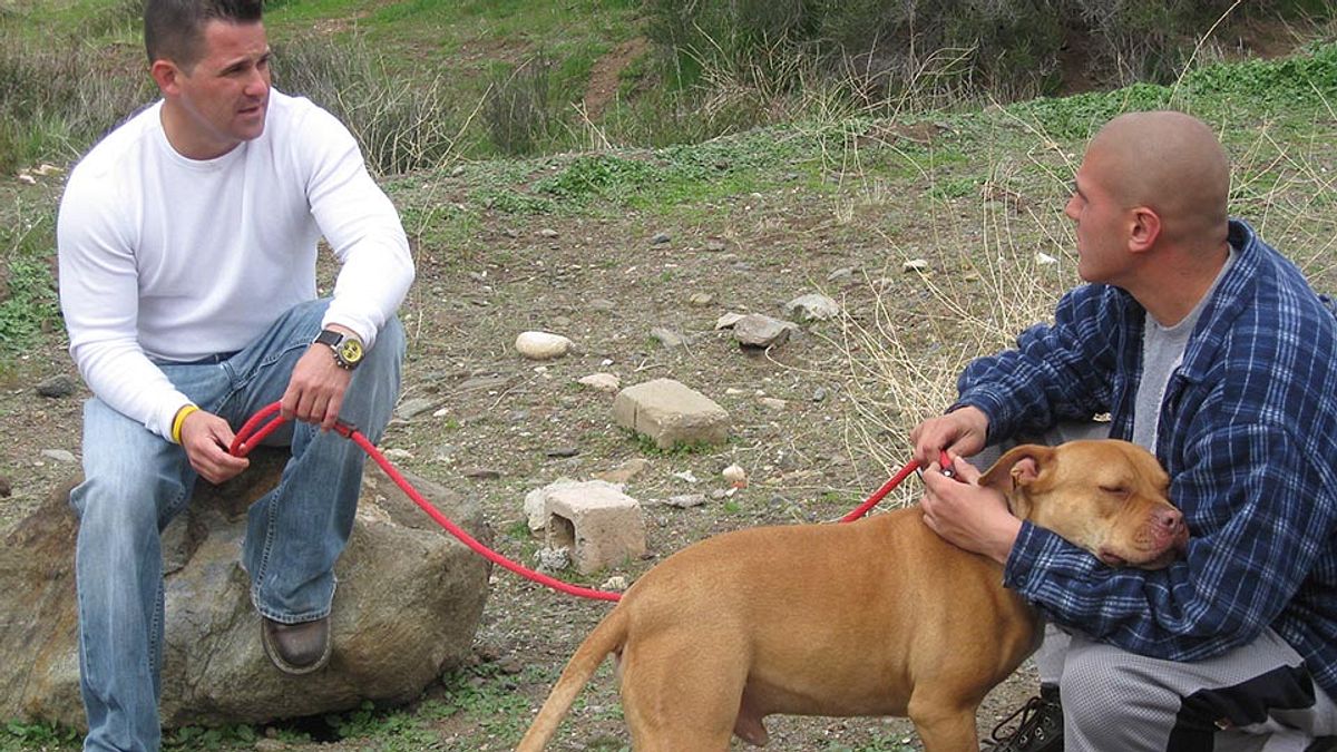 Pitbulls auf Bewährung pitbulls auf bewährung