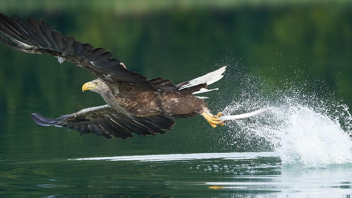 tierische massenjagden