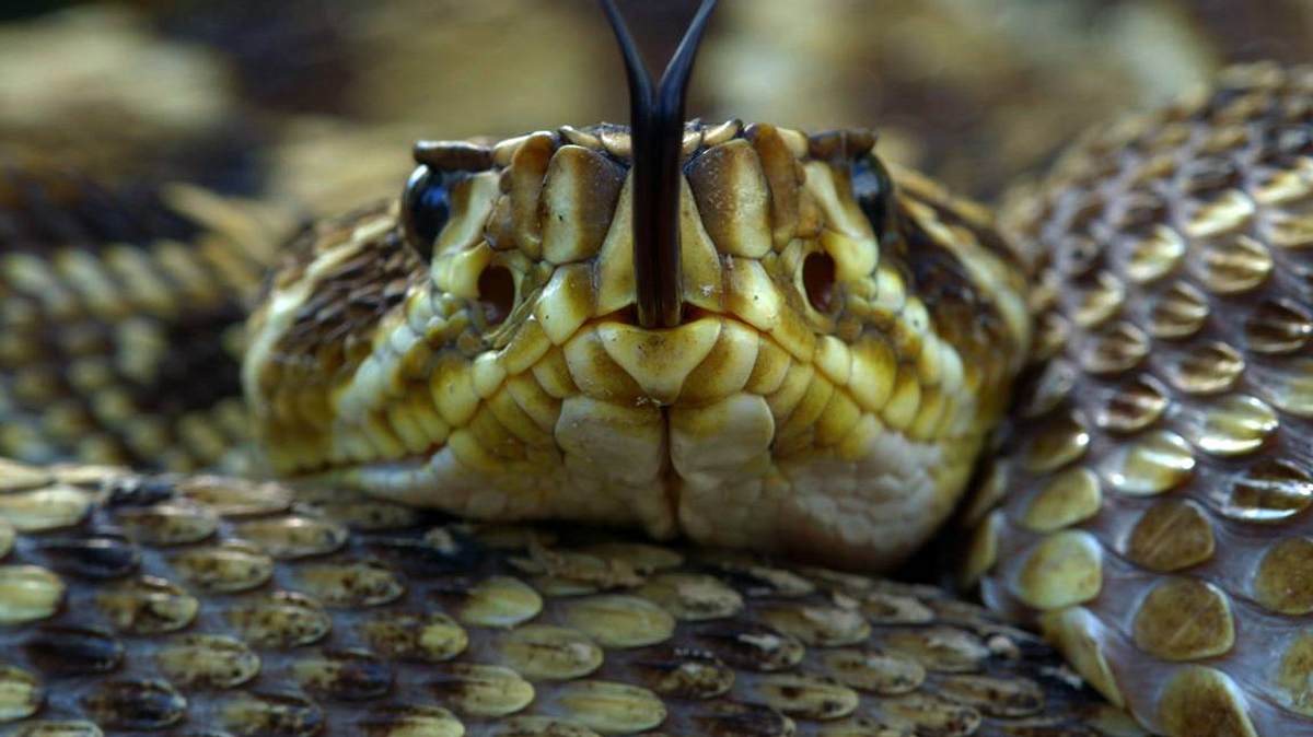 krokodil vs. alligator