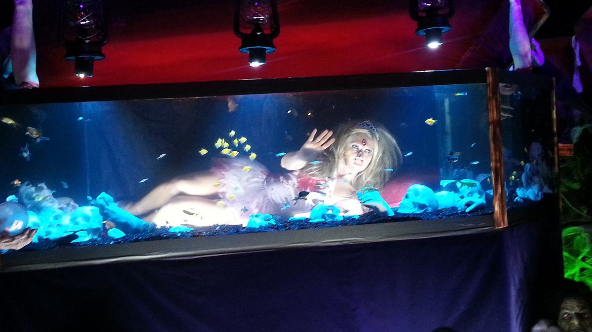 Die Aquarium-Profis die aquarium-profis