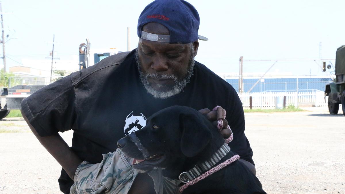pitbulls auf bewährung