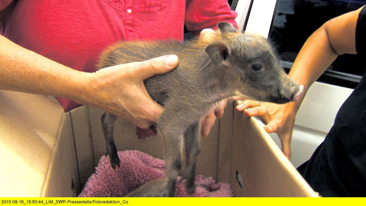 das waisenhaus für wilde tiere - abenteuer afrika