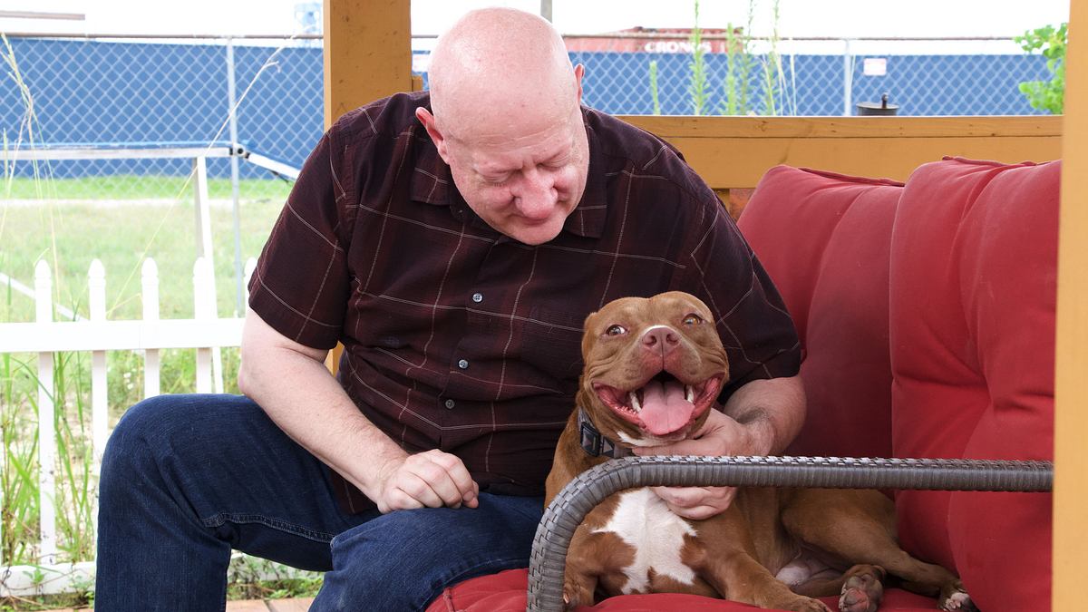 Pitbulls auf Bewährung pitbulls auf bewährung