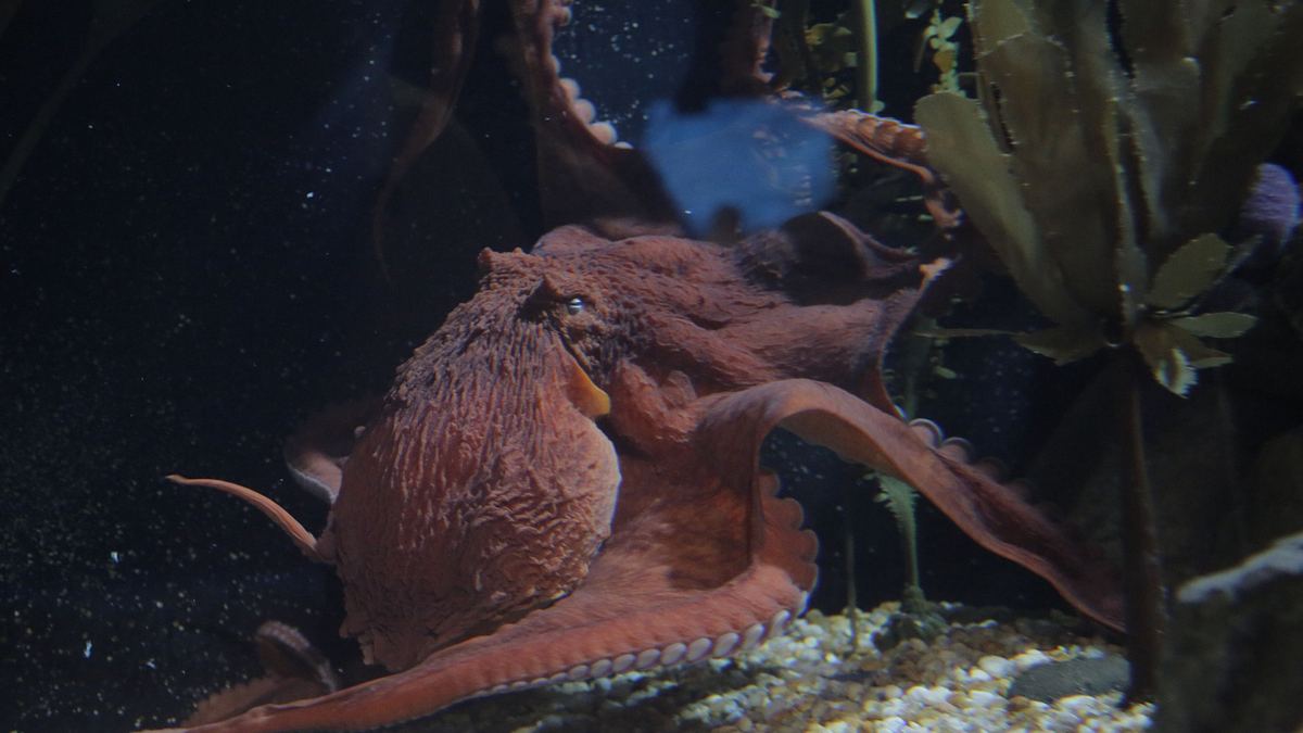 das atlanta-aquarium