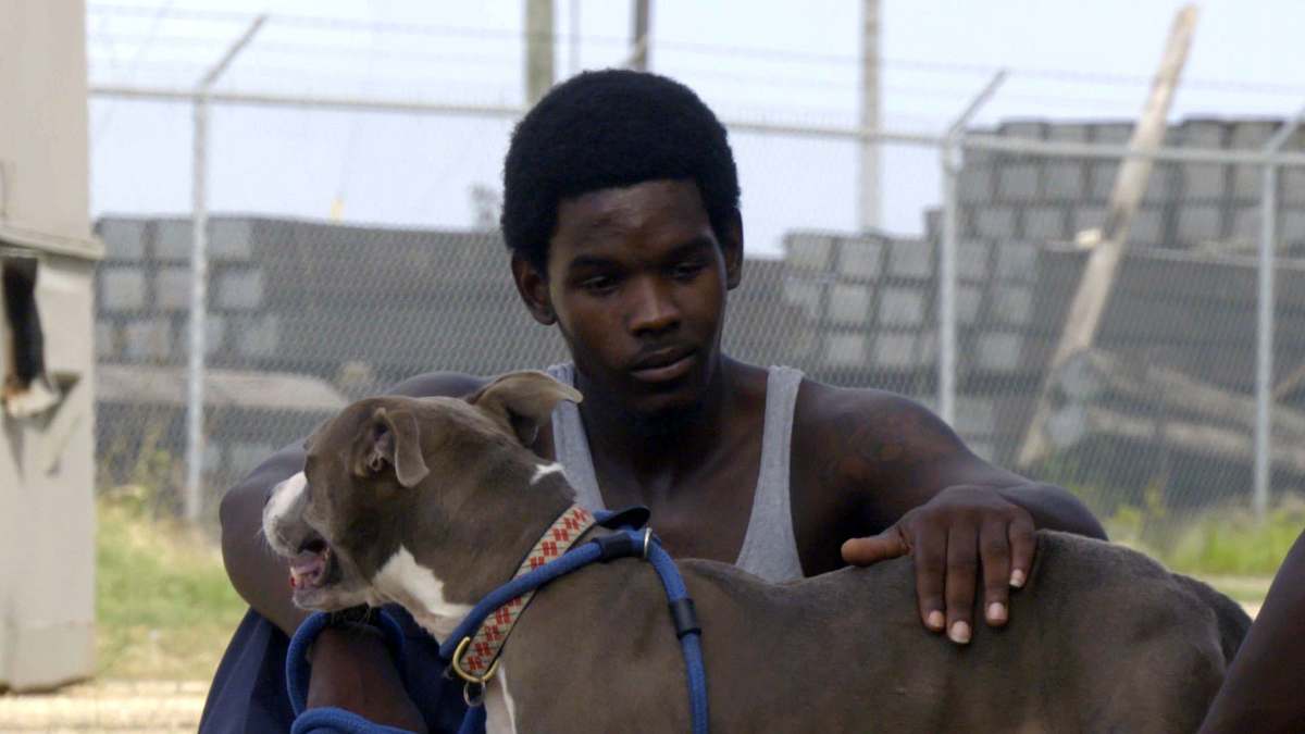 Pitbulls auf Bewährung pitbulls auf bewährung