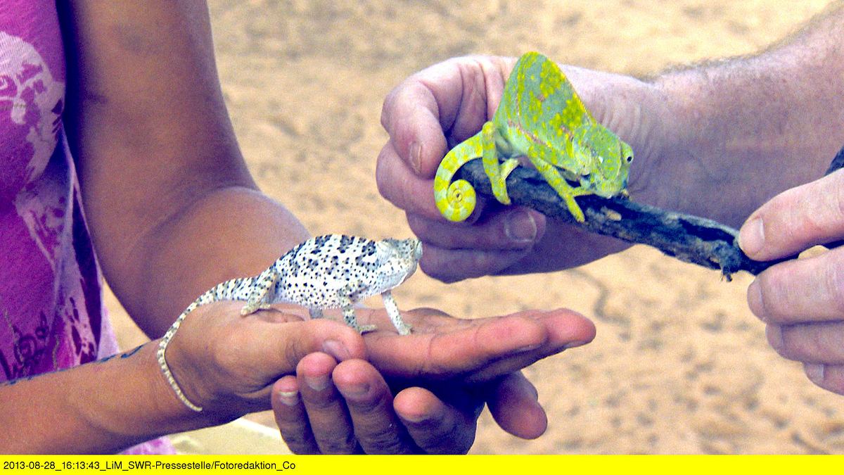 das waisenhaus für wilde tiere - abenteuer afrika