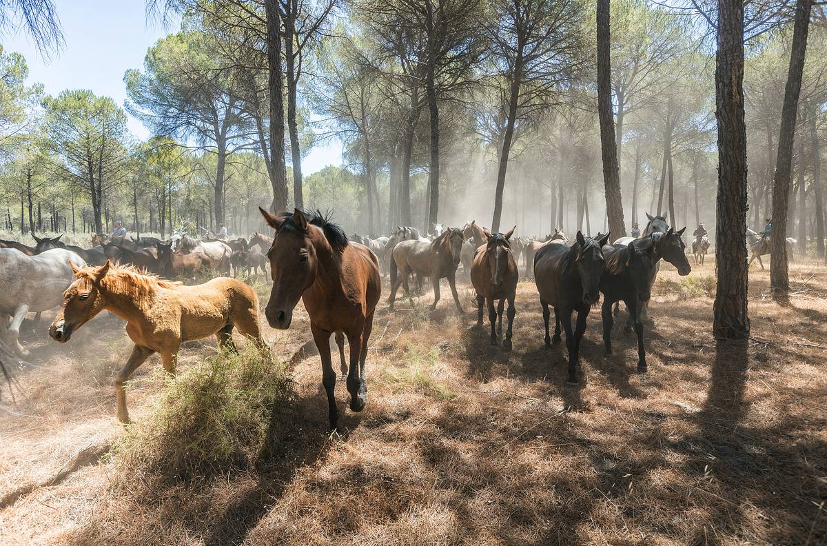 die wilden pferde der doñana