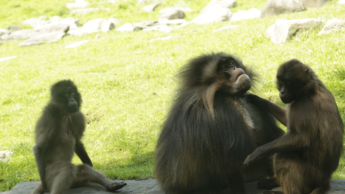 bronx zoo - tierpark der superlative