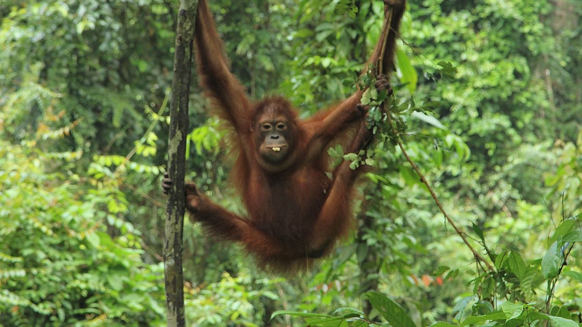 ein waisenhaus für orang-utans