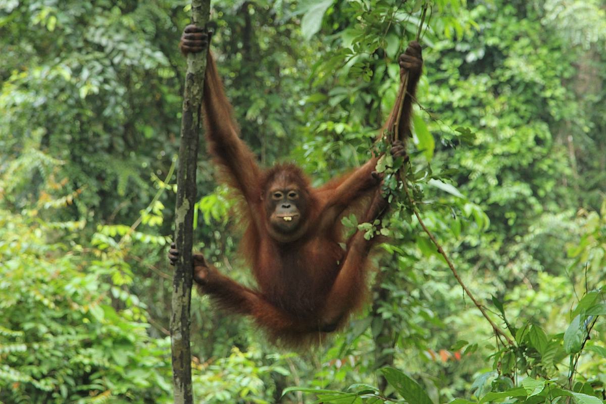 Ein Waisenhaus für Orang-Utans ein waisenhaus für orang-utans