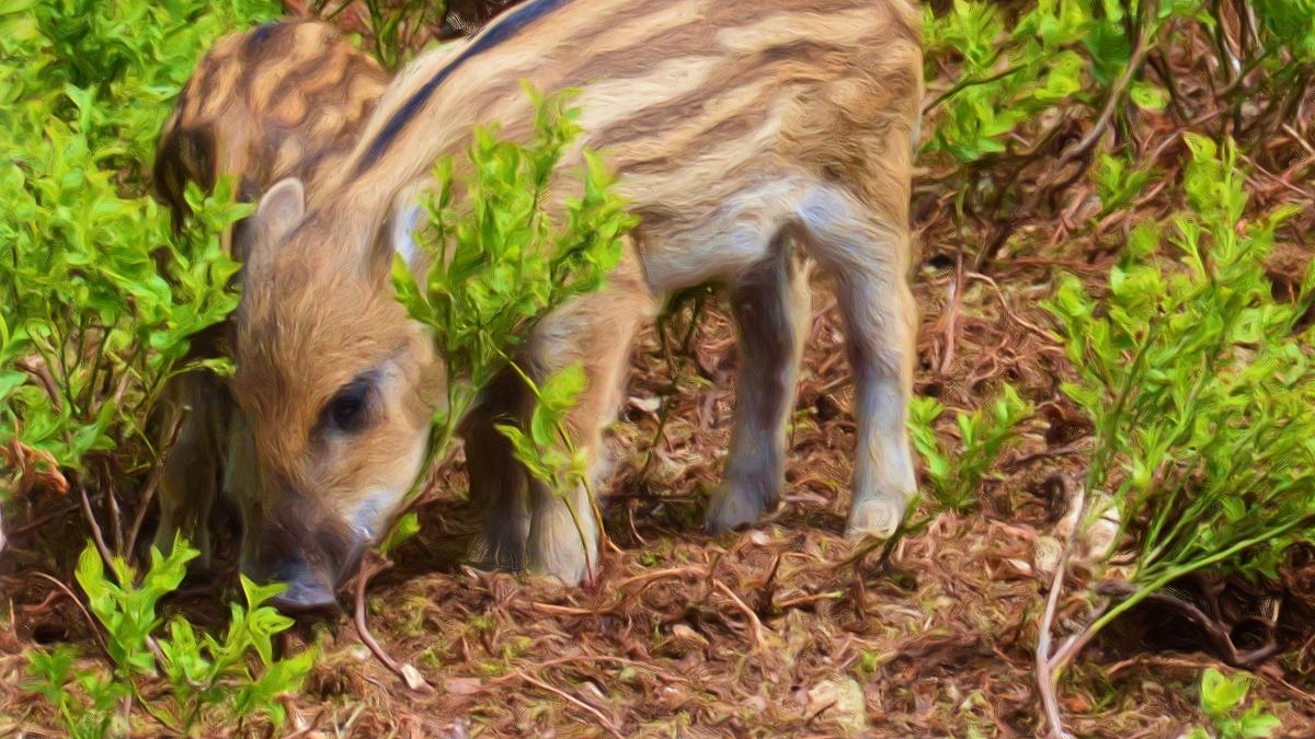 das erste jahr in der wildnis - tierkinder im norden