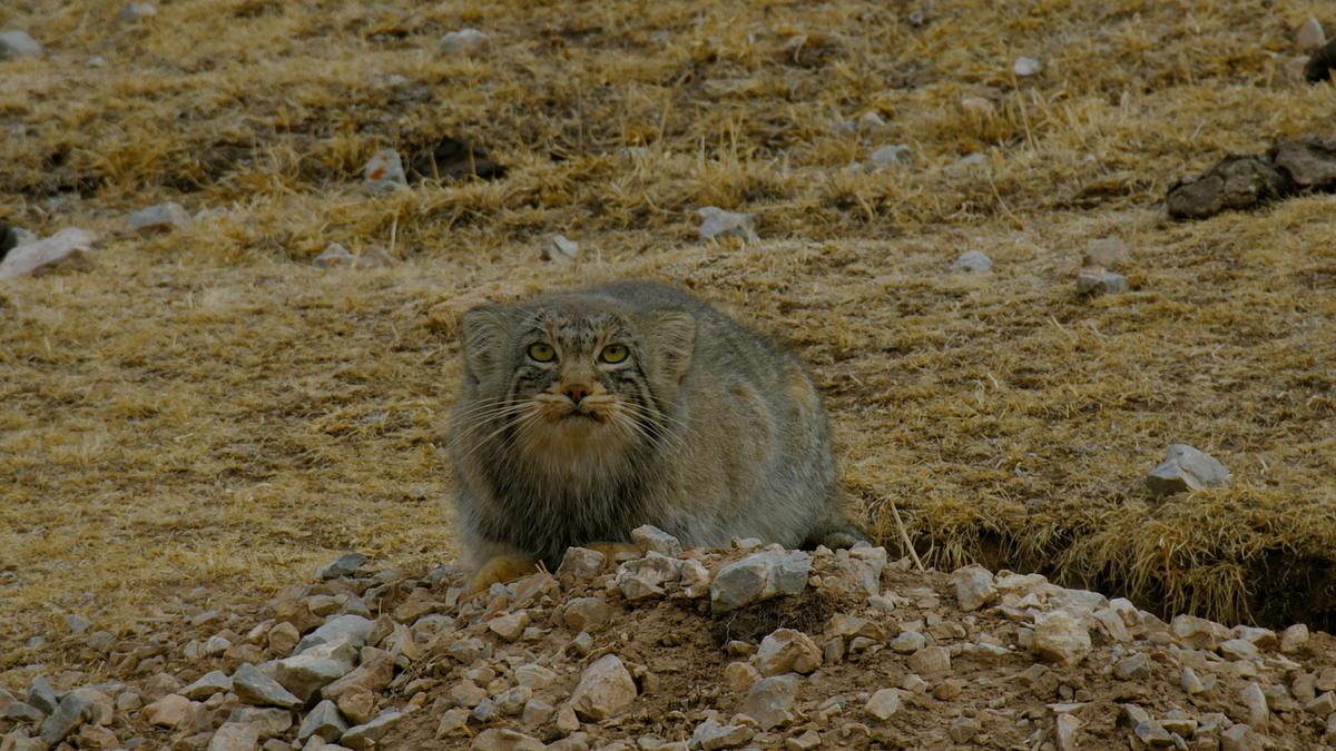 unglaubliche jagdtaktiken wilder katzen