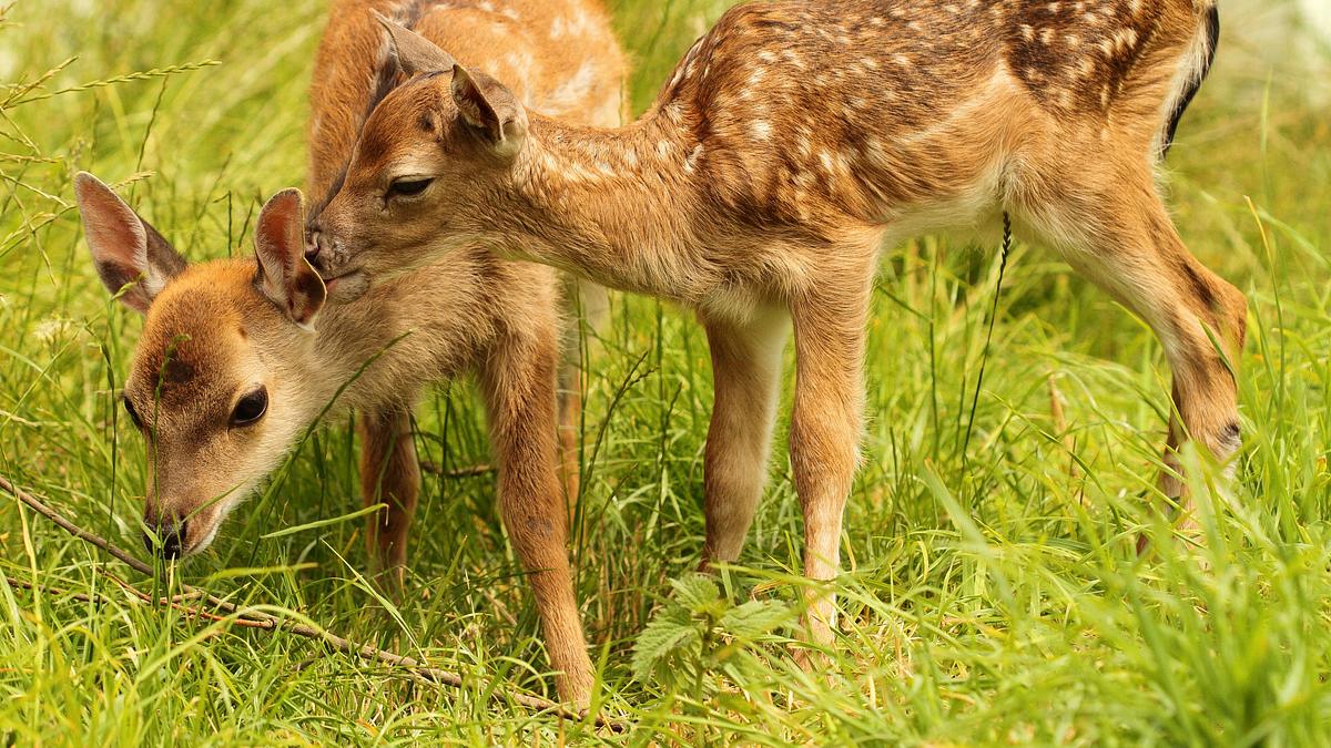 neue bäume und tote hirsche - die aufforstung der schottischen highlands