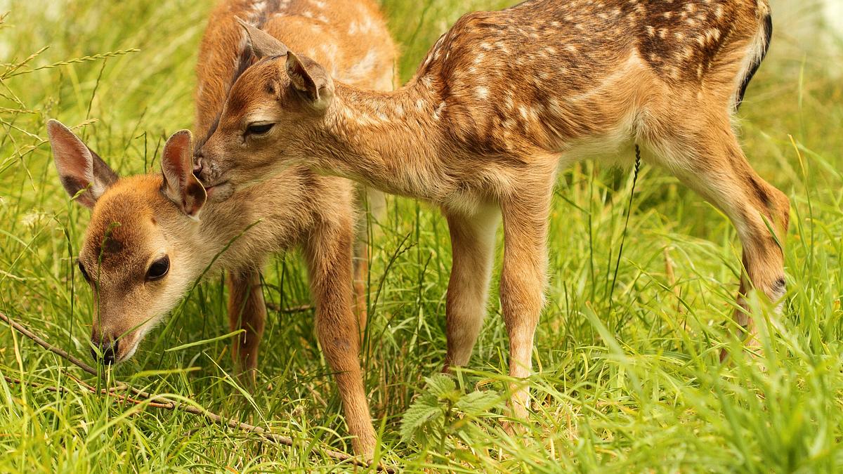 bronx zoo - tierpark der superlative