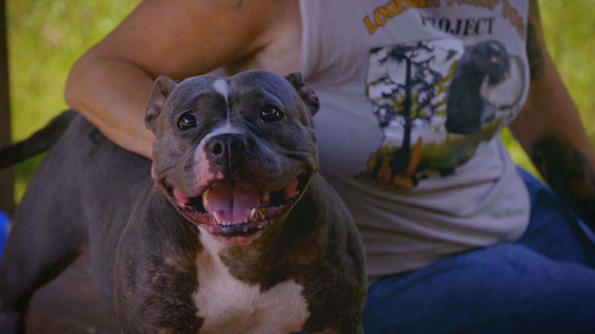 pitbulls auf bewährung
