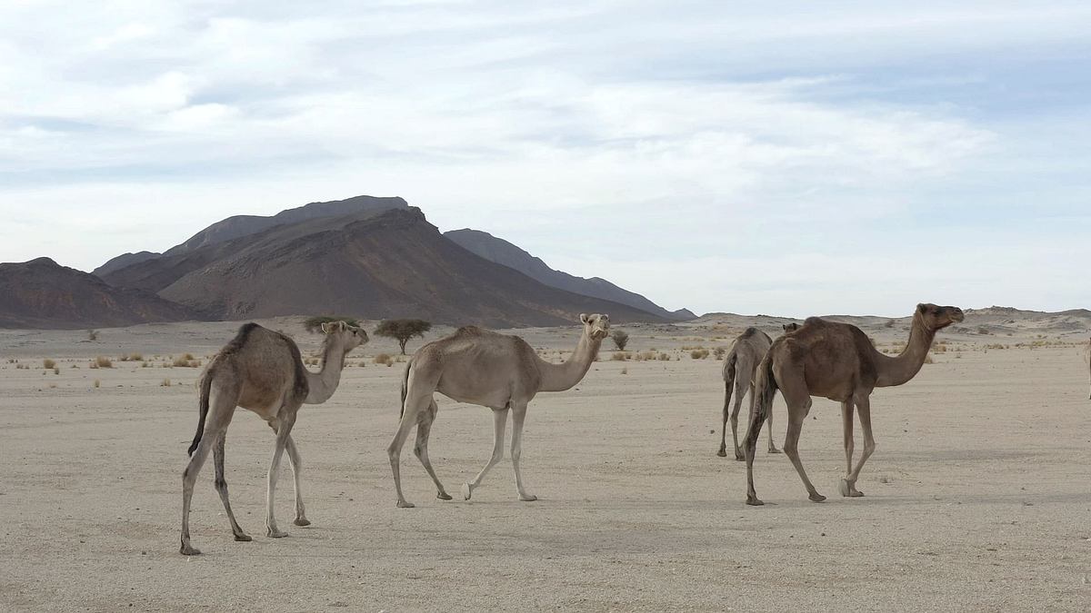 magischer maghreb
