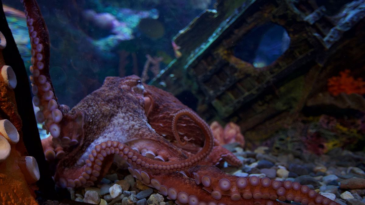 die aquarium-profis