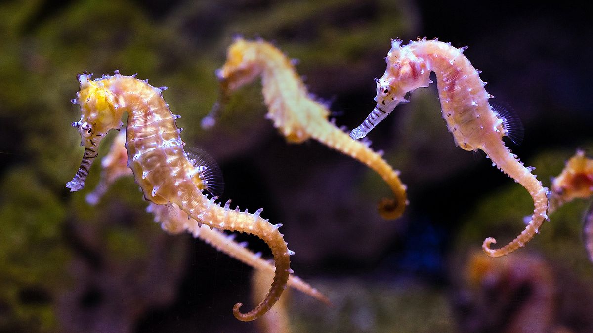 tierische freaks der ozeane