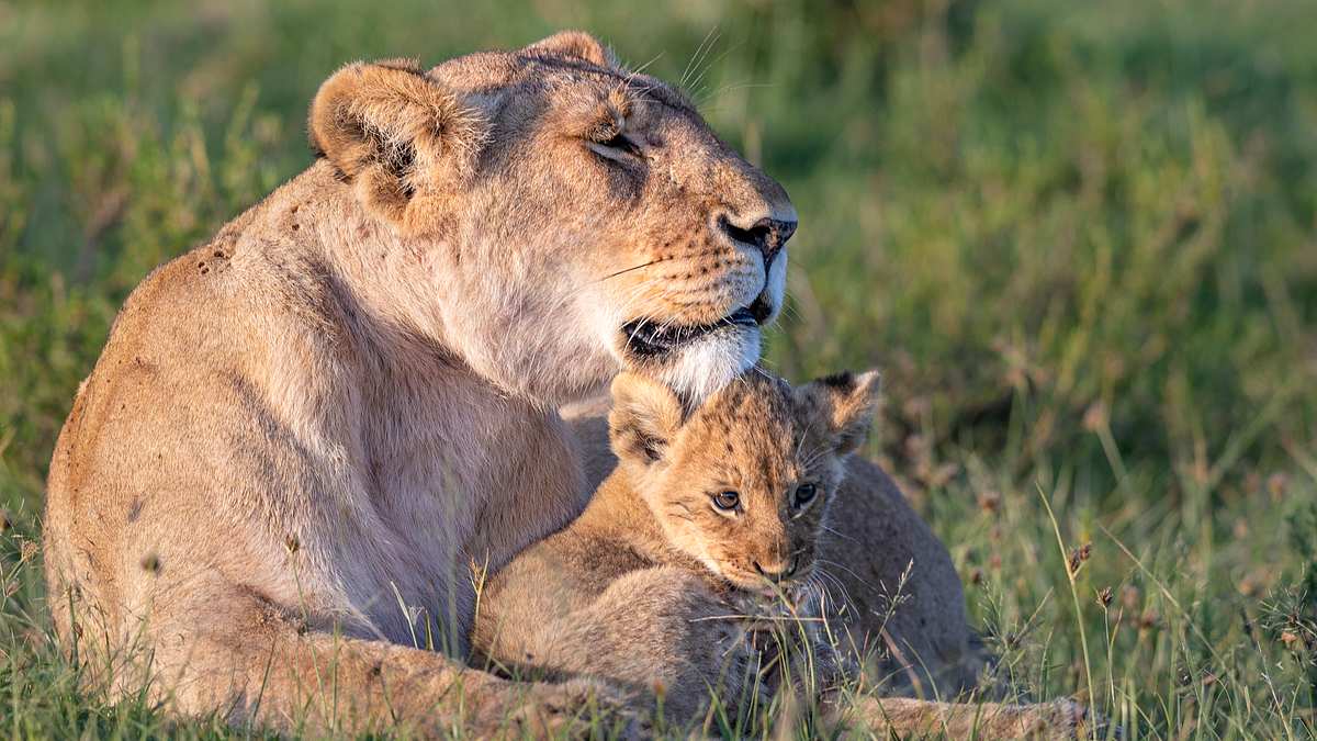 big cat tales - afrikas raubkatzen