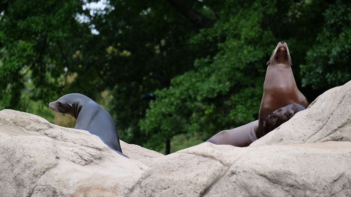 bronx zoo - tierpark der superlative