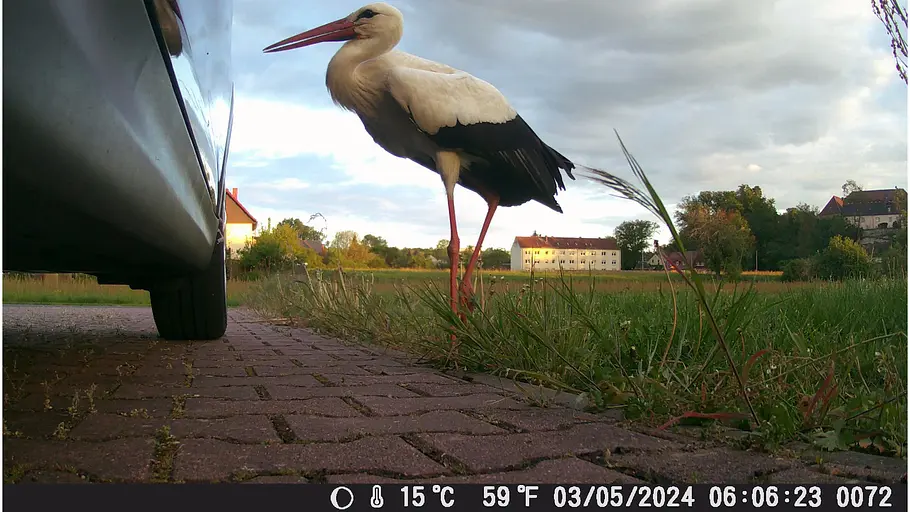 Störche - vom Glücksbringer zum Störenfried? störche - vom glücksbringer zum störenfried?