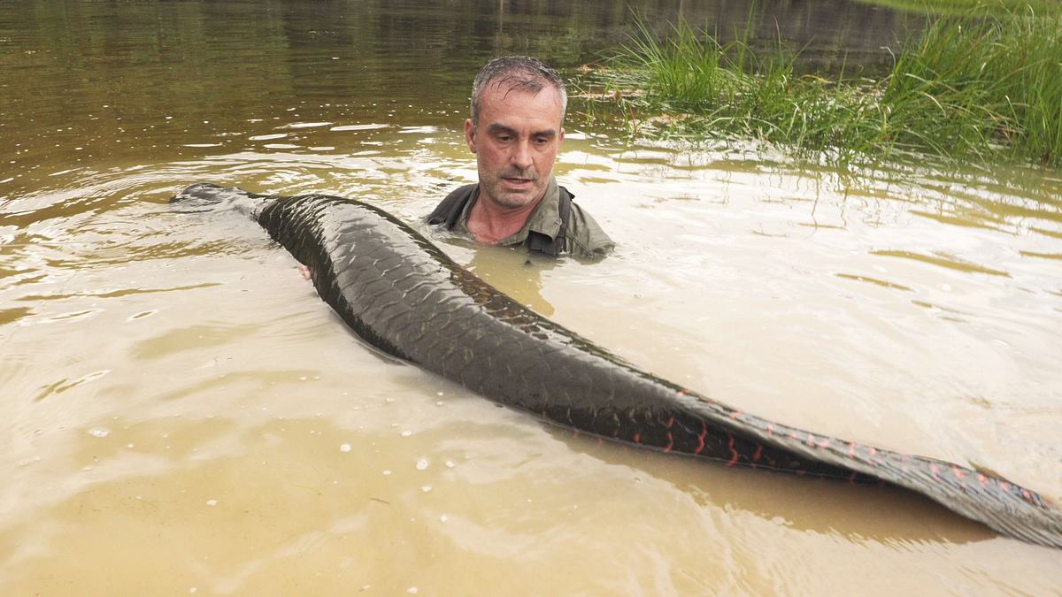 Giganten unter Wasser - Riesenfischen auf der Spur giganten unter wasser - riesenfischen auf der spur