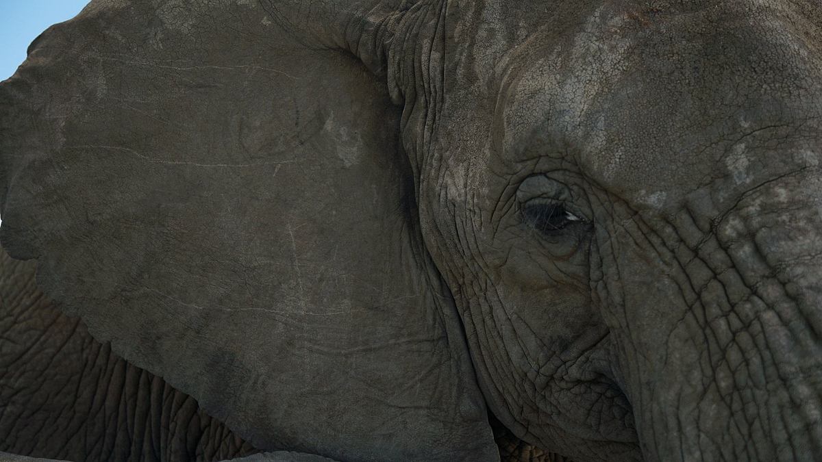 die superkräfte der tiere
