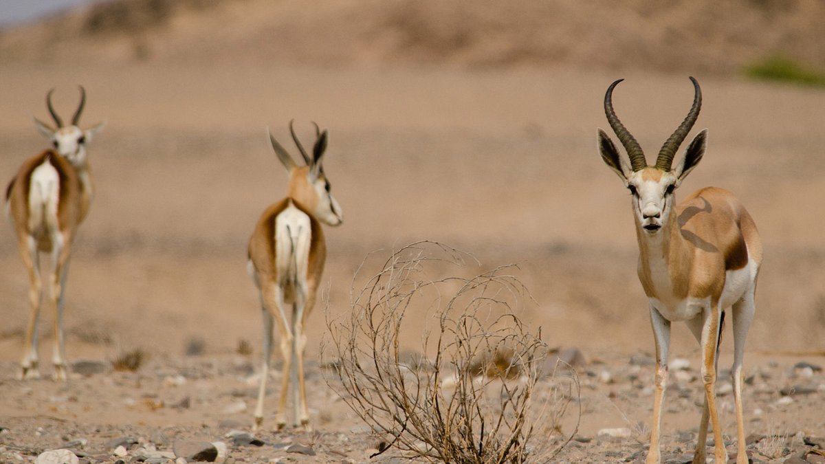 die wilden flüsse afrikas